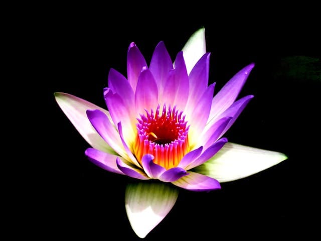 Photo by DTS VIDEOS: https://www.pexels.com/photo/purple-and-white-petaled-flower-515631/