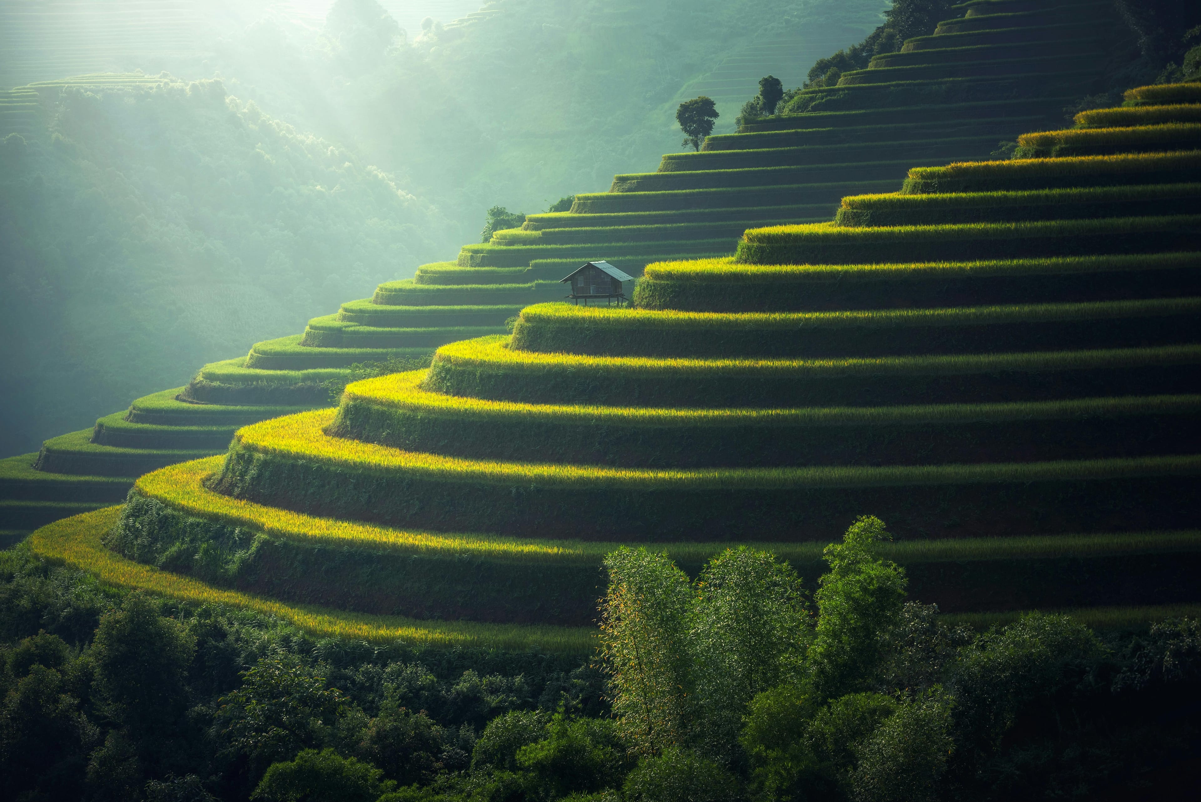 Photo by Pixabay: https://www.pexels.com/photo/scenic-view-of-rice-paddy-247599/